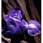 PURPLE OUD- EAU de Parfum- 200ML - Image 6